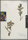 Foto von Salix myrsinites L.